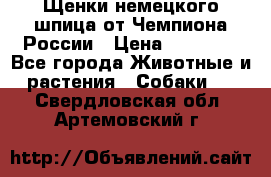 Щенки немецкого шпица от Чемпиона России › Цена ­ 50 000 - Все города Животные и растения » Собаки   . Свердловская обл.,Артемовский г.